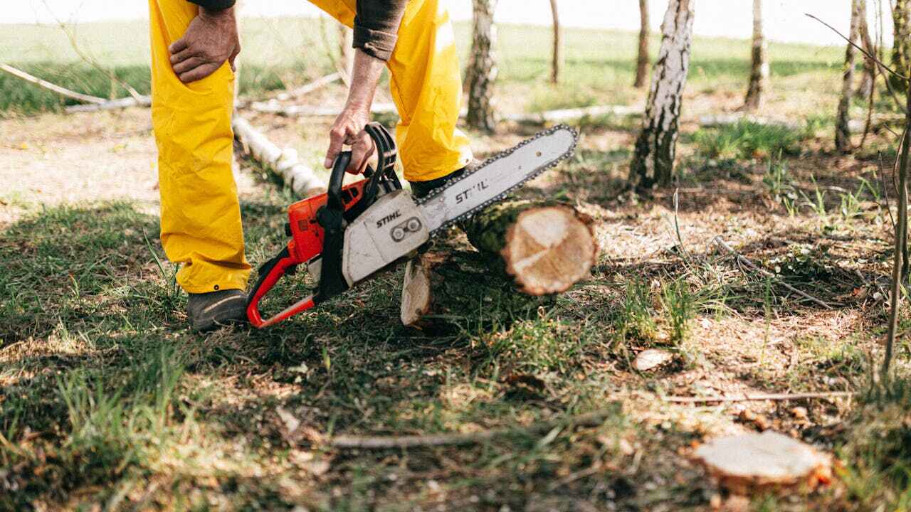 The Steps Involved in Our Tree Care Process in Waynesville, MO